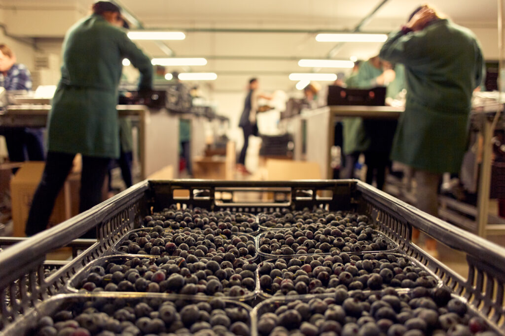 fischer_obsthofstelzer_060918-14